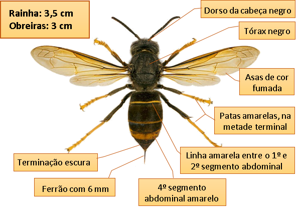 vespa asiatica